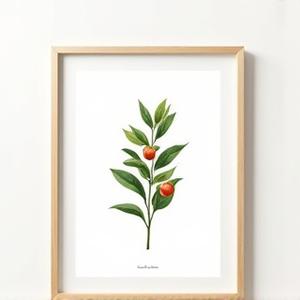 Framed art print of coffee cherry botanical illustration